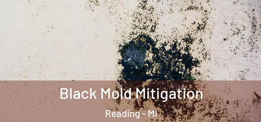  Black Mold Mitigation Reading - MI