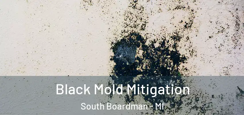 Black Mold Mitigation South Boardman - MI
