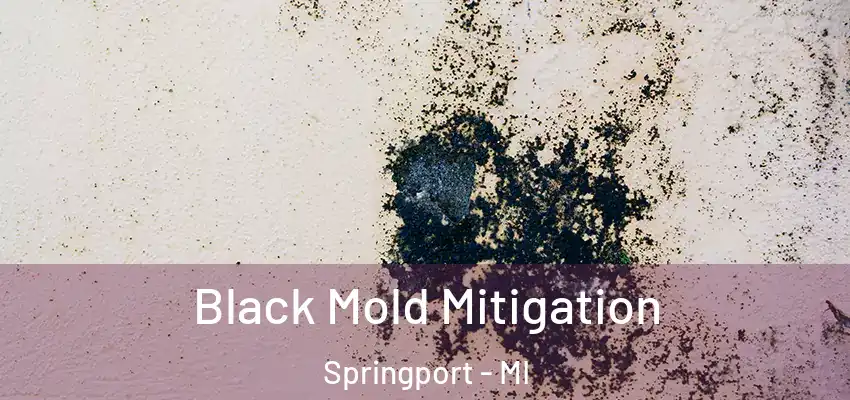  Black Mold Mitigation Springport - MI