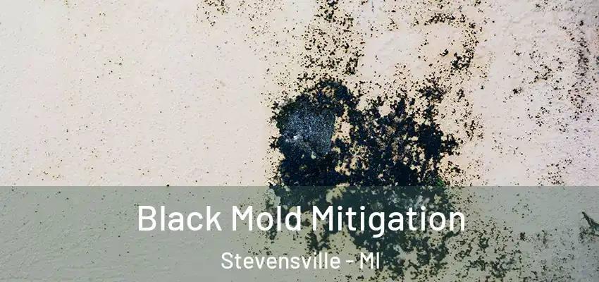 Black Mold Mitigation Stevensville - MI