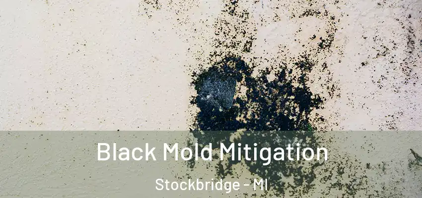 Black Mold Mitigation Stockbridge - MI