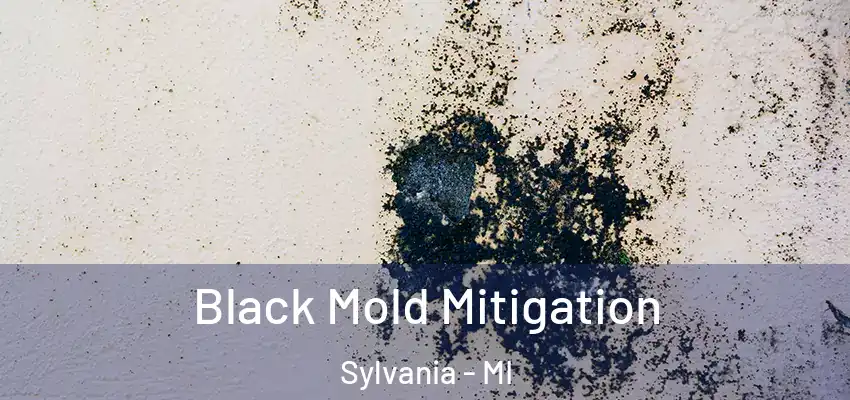 Black Mold Mitigation Sylvania - MI