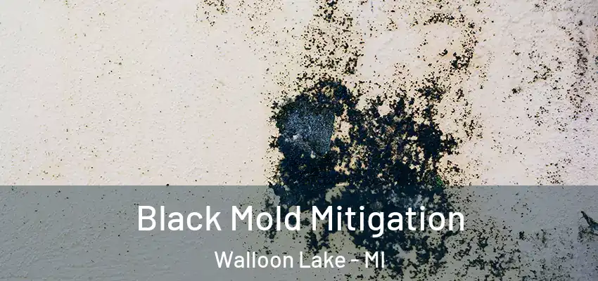 Black Mold Mitigation Walloon Lake - MI