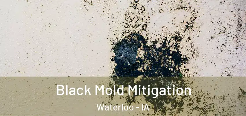 Black Mold Mitigation Waterloo - IA