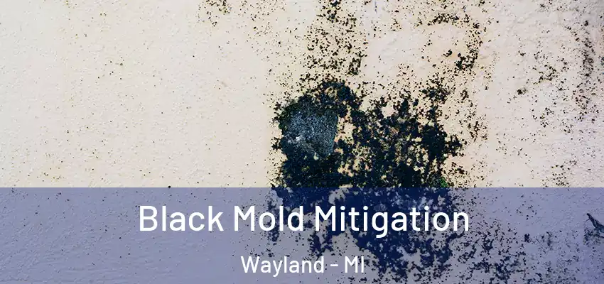  Black Mold Mitigation Wayland - MI