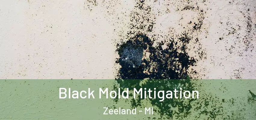 Black Mold Mitigation Zeeland - MI