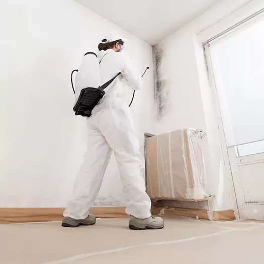 Trusted Black Mold Clean Up Experts in Waterloo, IA