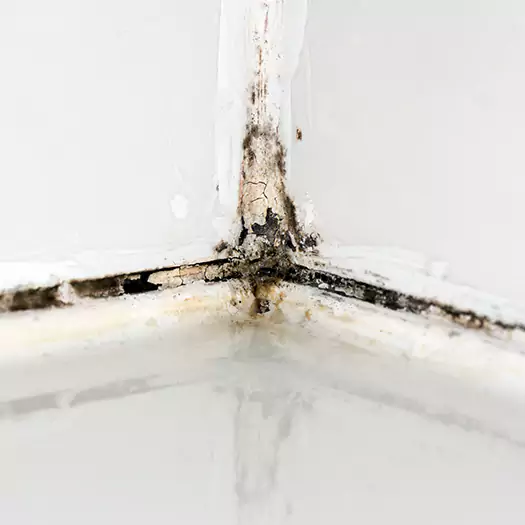 Trusted Black Mold in Shower Experts in Waterloo, IA
