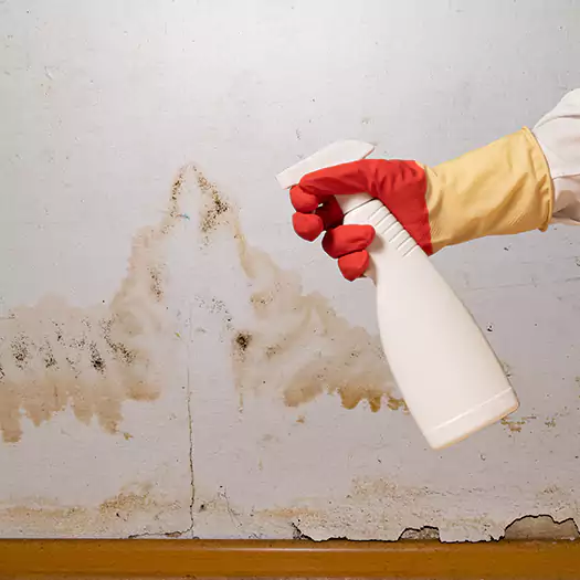 Trusted Black Mold Mitigation Specialists in Waterloo, IA