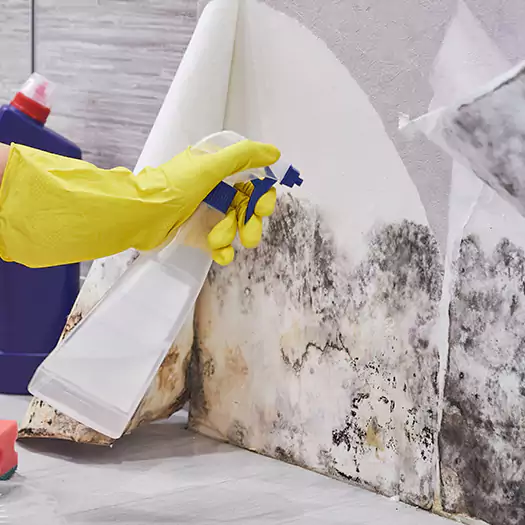 Reliable Mold Abatement Specialists in Waterloo, IA