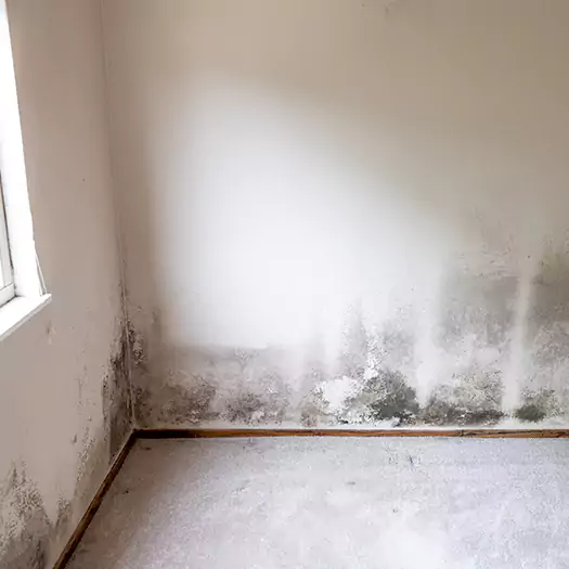 Trusted Mold Cleanup Specialists in Waterloo, IA