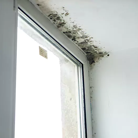 Reliable Mold Treatment Specialists in Waterloo, IA