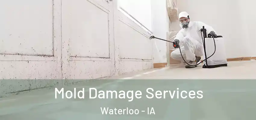 Mold Damage Services Waterloo - IA