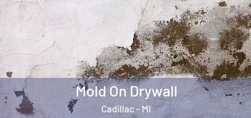  Mold On Drywall Cadillac - MI