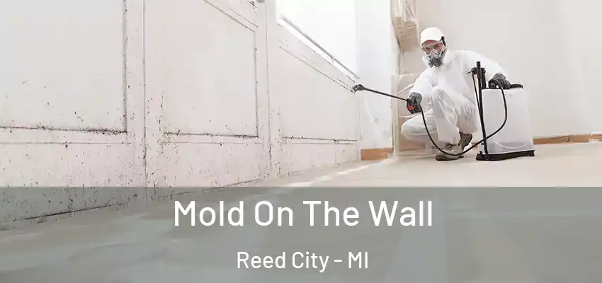 Mold On The Wall Reed City - MI