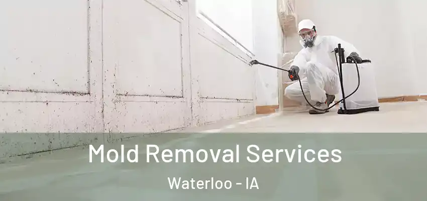 Mold Removal Services Waterloo - IA